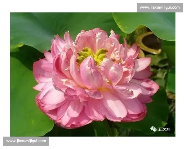 颠覆认知!莲藕与荷叶的共生真相大公开